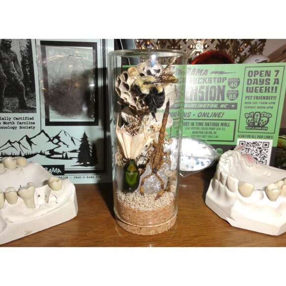 Scorpion Green Chafer Beetle Wasp Nest Bee & Crystal Oddity Jar taxidermy - Picture 7 of 16